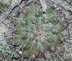 Thelocactus matudae - 13 eber